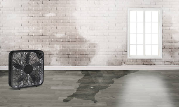 Best Local water damage restoration  in Monette, AR